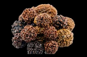 Buy 100% authentic lab certified Nepali Rudraksha online.