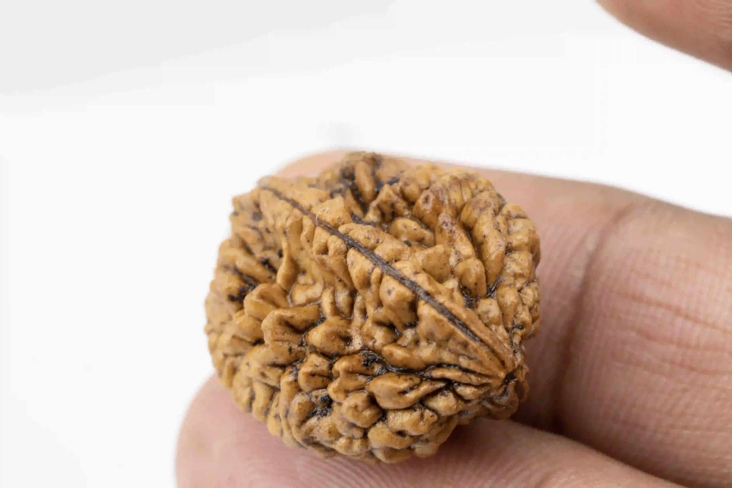 2 Mukhi Nepali Rudraksha - View #3