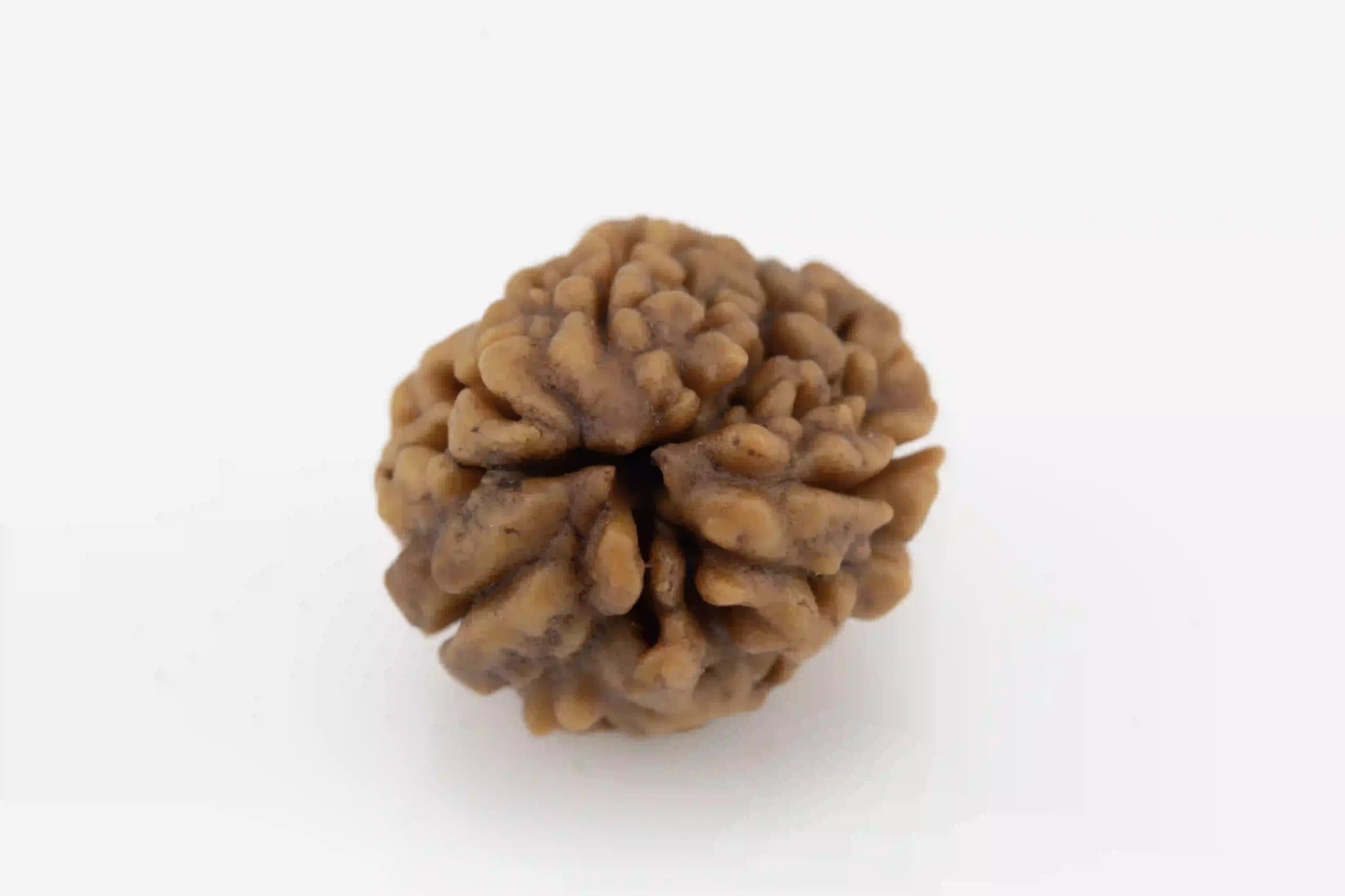 3 Mukhi Nepali Rudraksha