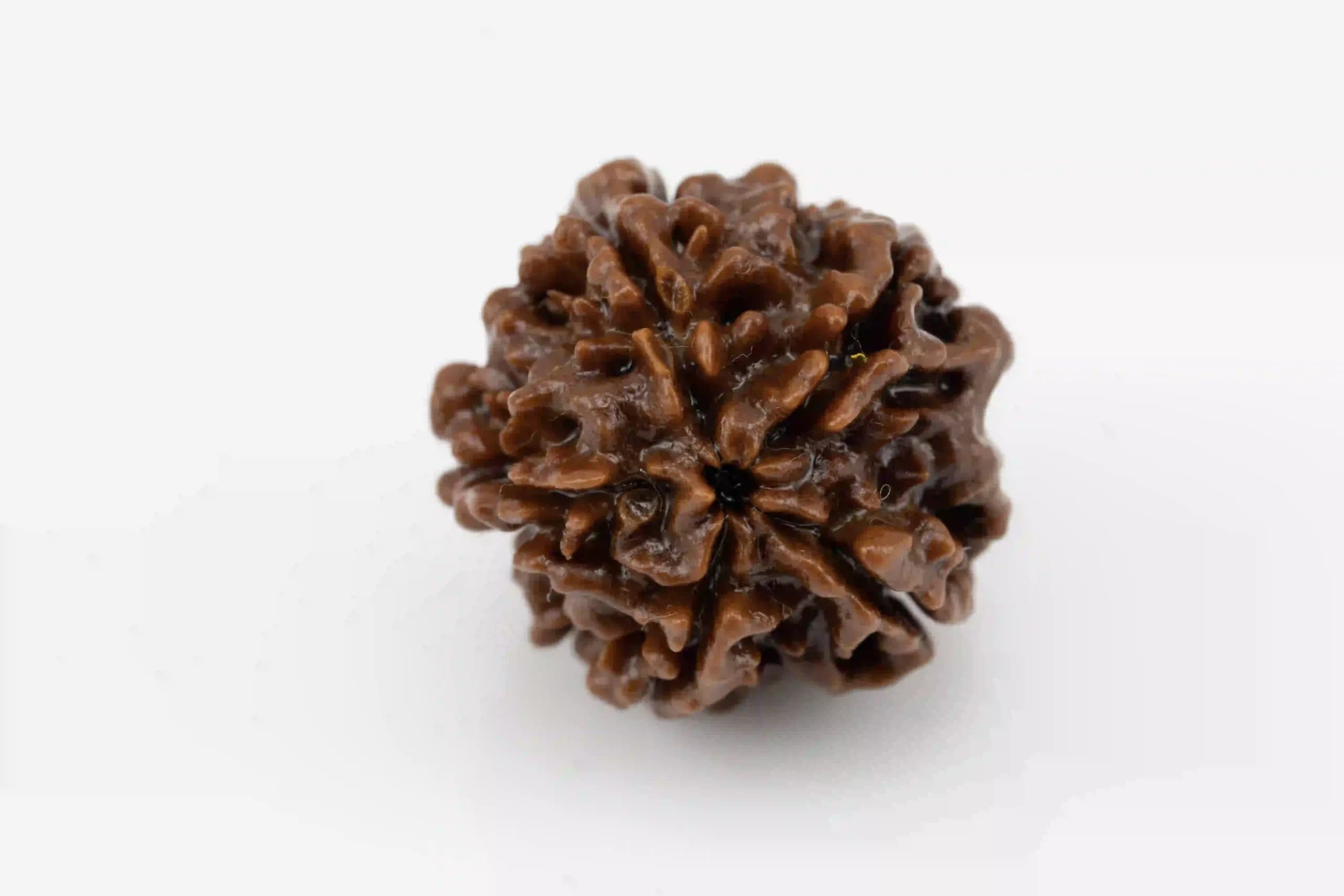 5 Mukhi Nepali Rudraksha
