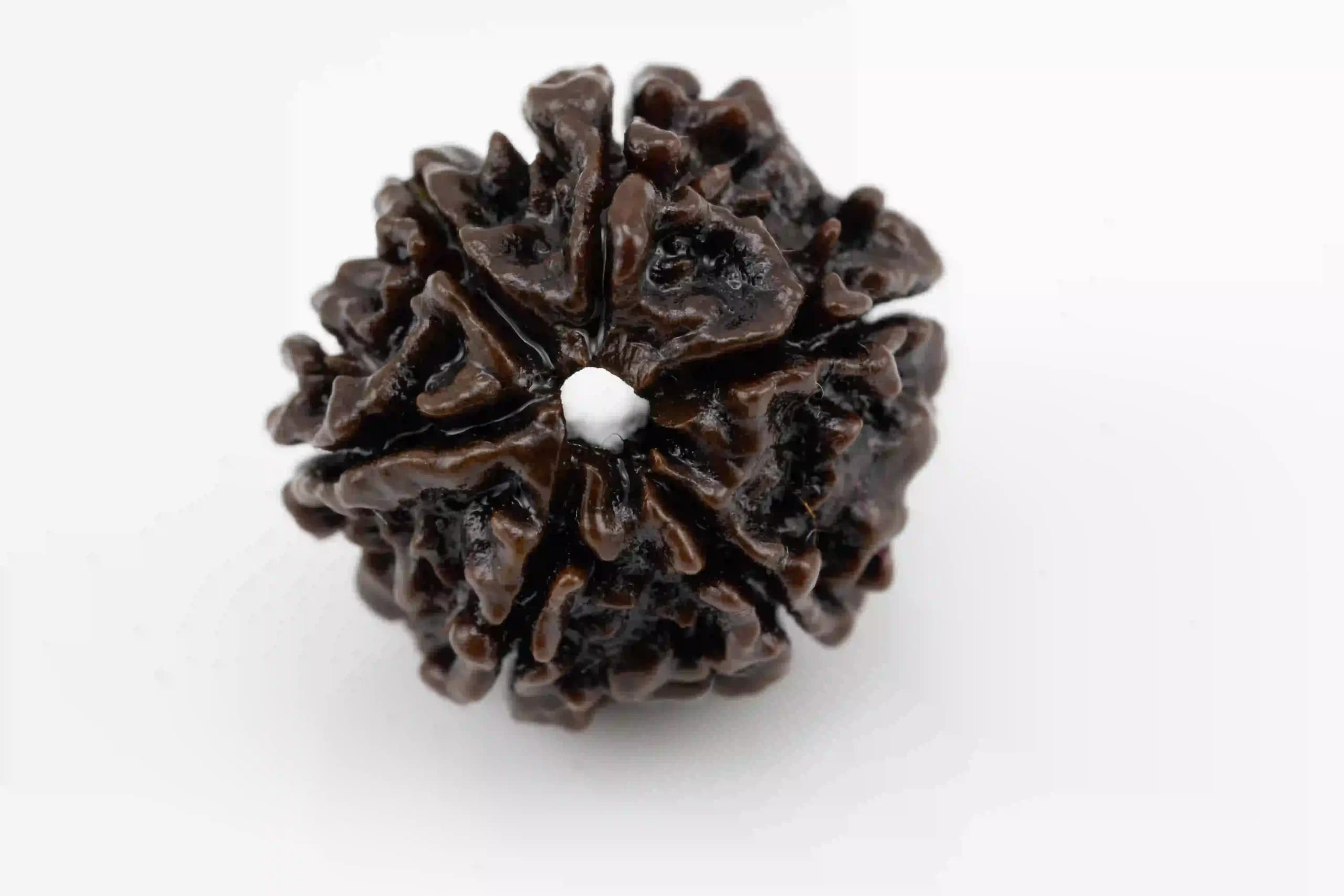 6 Mukhi Nepali Rudraksha