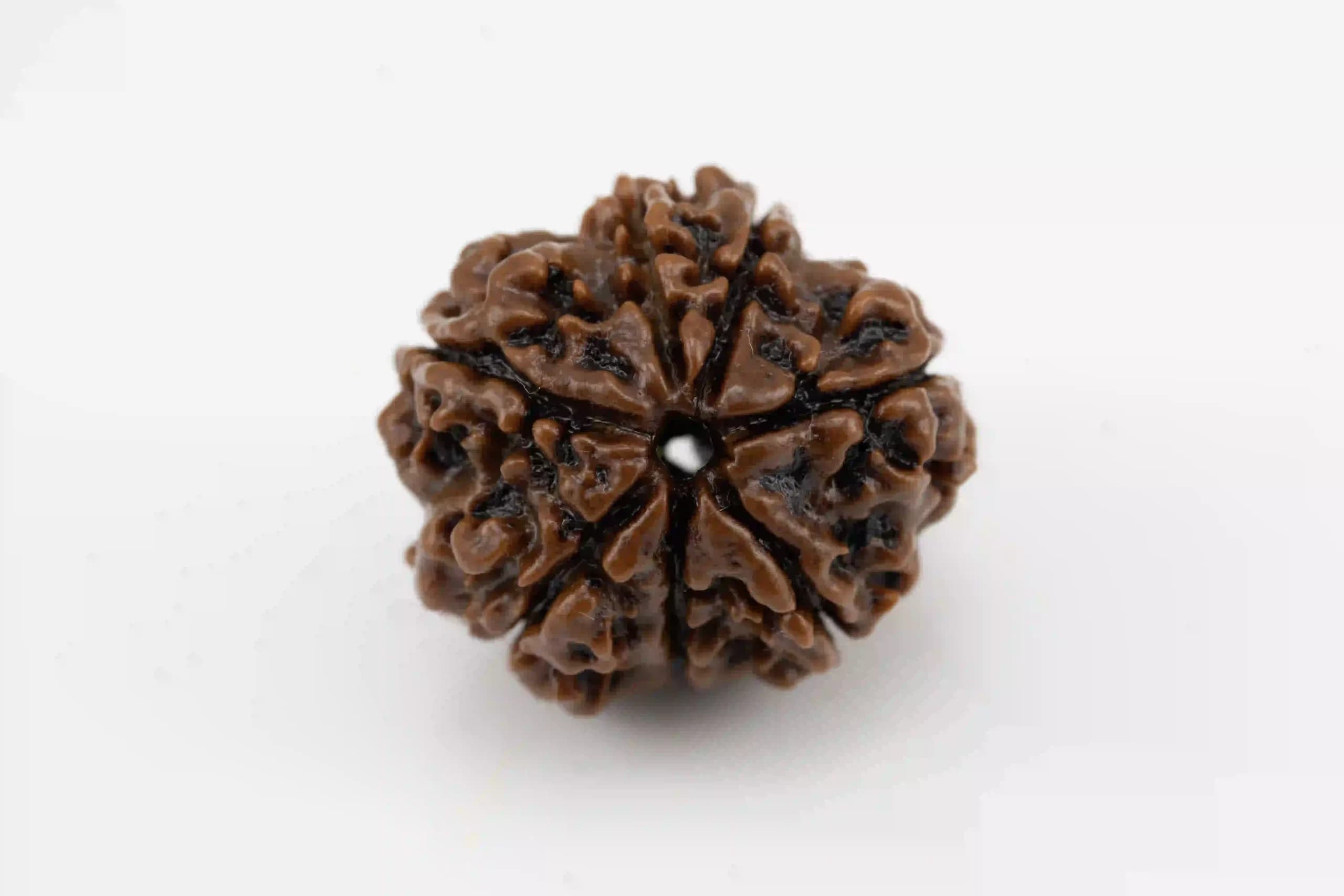 7 Mukhi Nepali Rudraksha