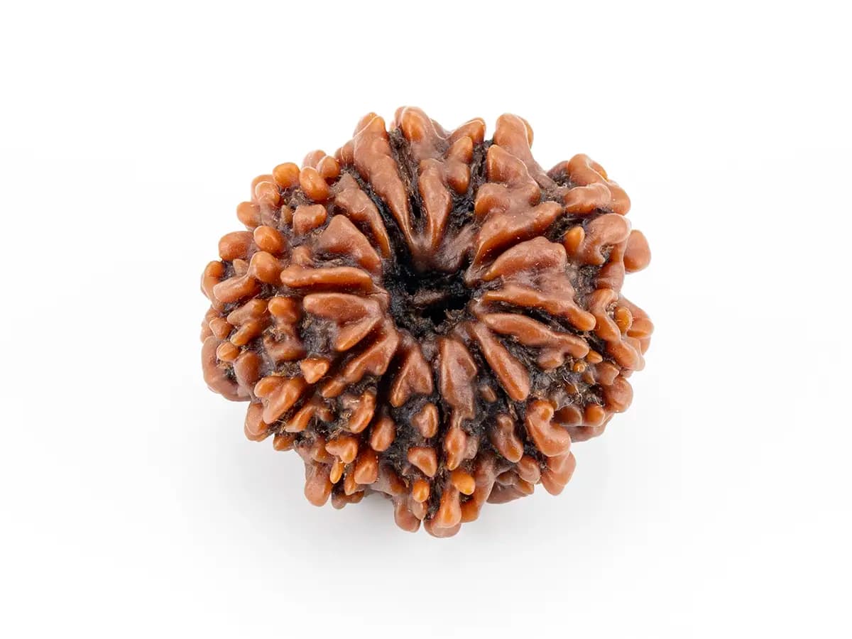 10 Mukhi Nepali Rudraksha