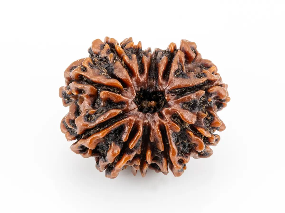 11 Mukhi Nepali Rudraksha