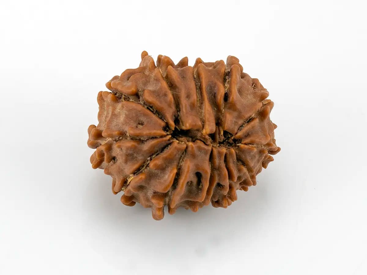 12 Mukhi Nepali Rudraksha - View #2