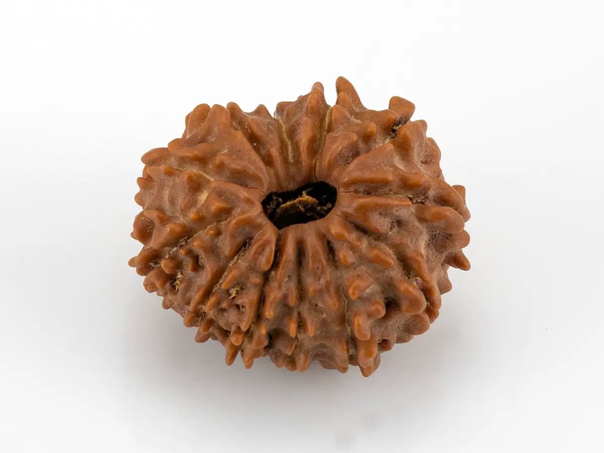 12 Mukhi Nepali Rudraksha