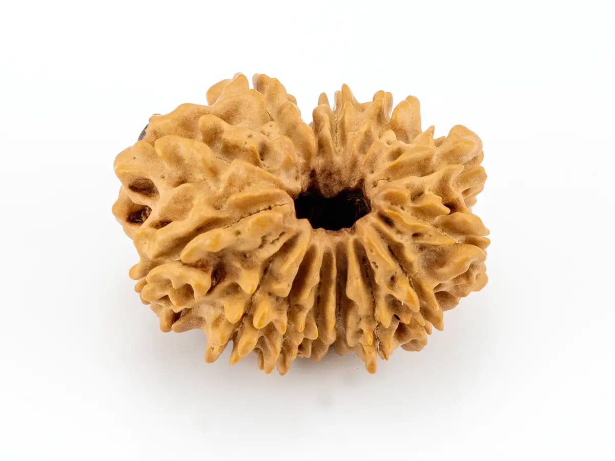 14 Mukhi Nepali Rudraksha