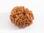 9 Mukhi