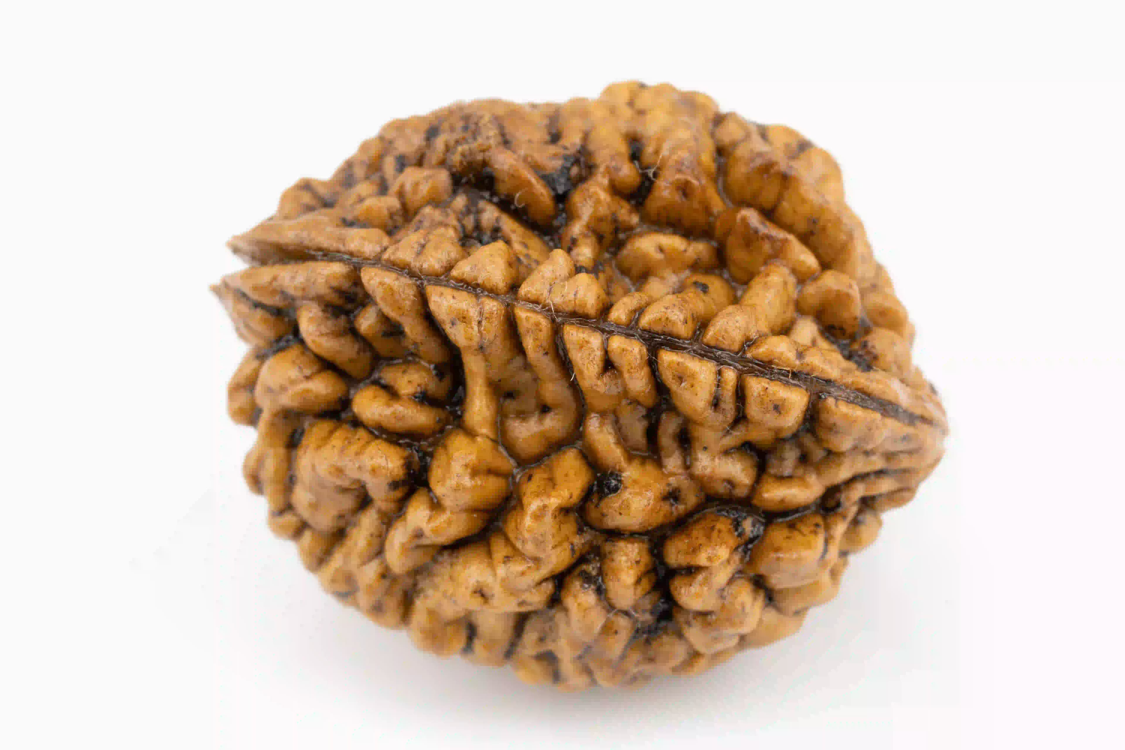 Original 2 Mukhi Nepali Rudraksha bead.