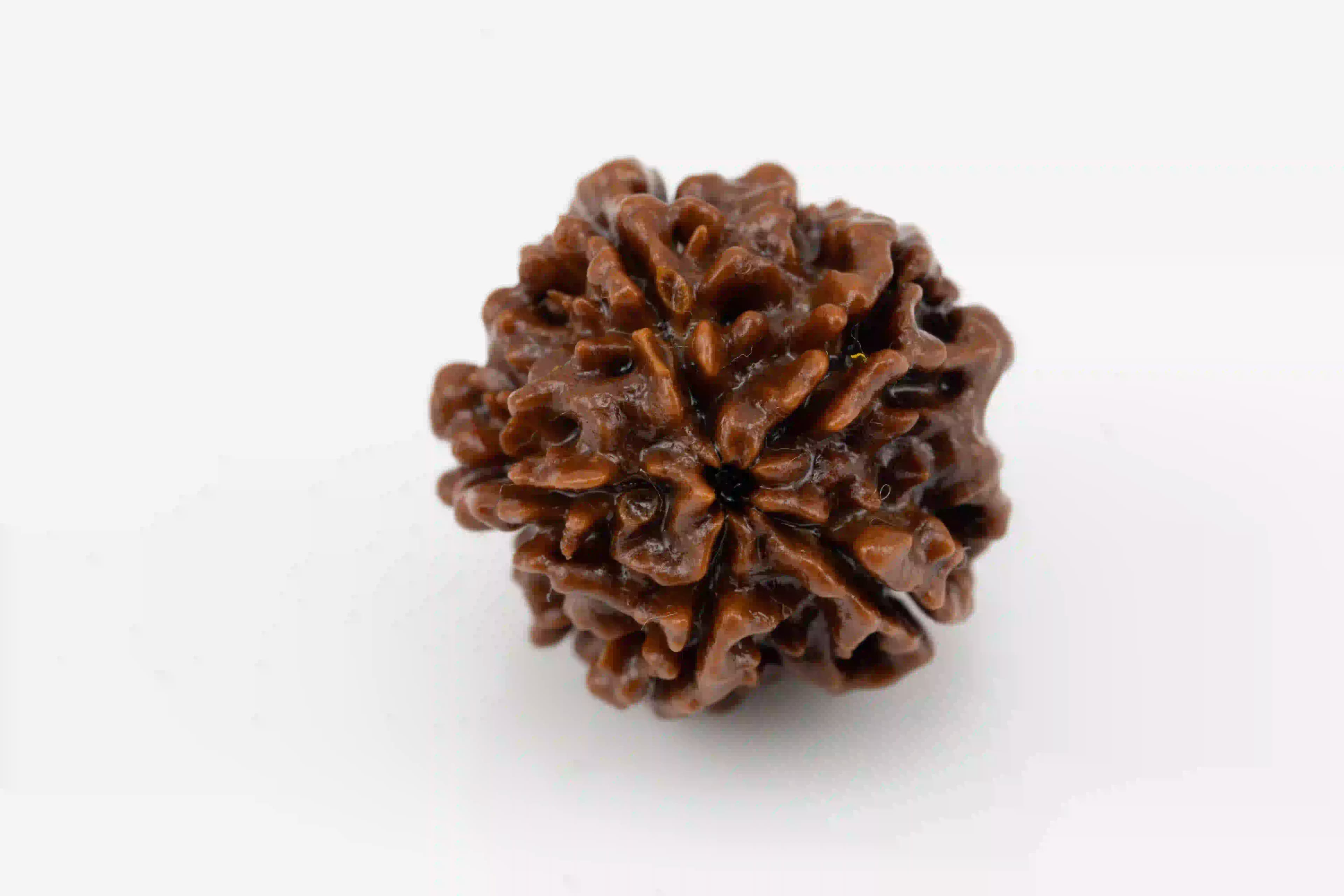 Natural 5 Mukhi Nepali Rudraksha bead.