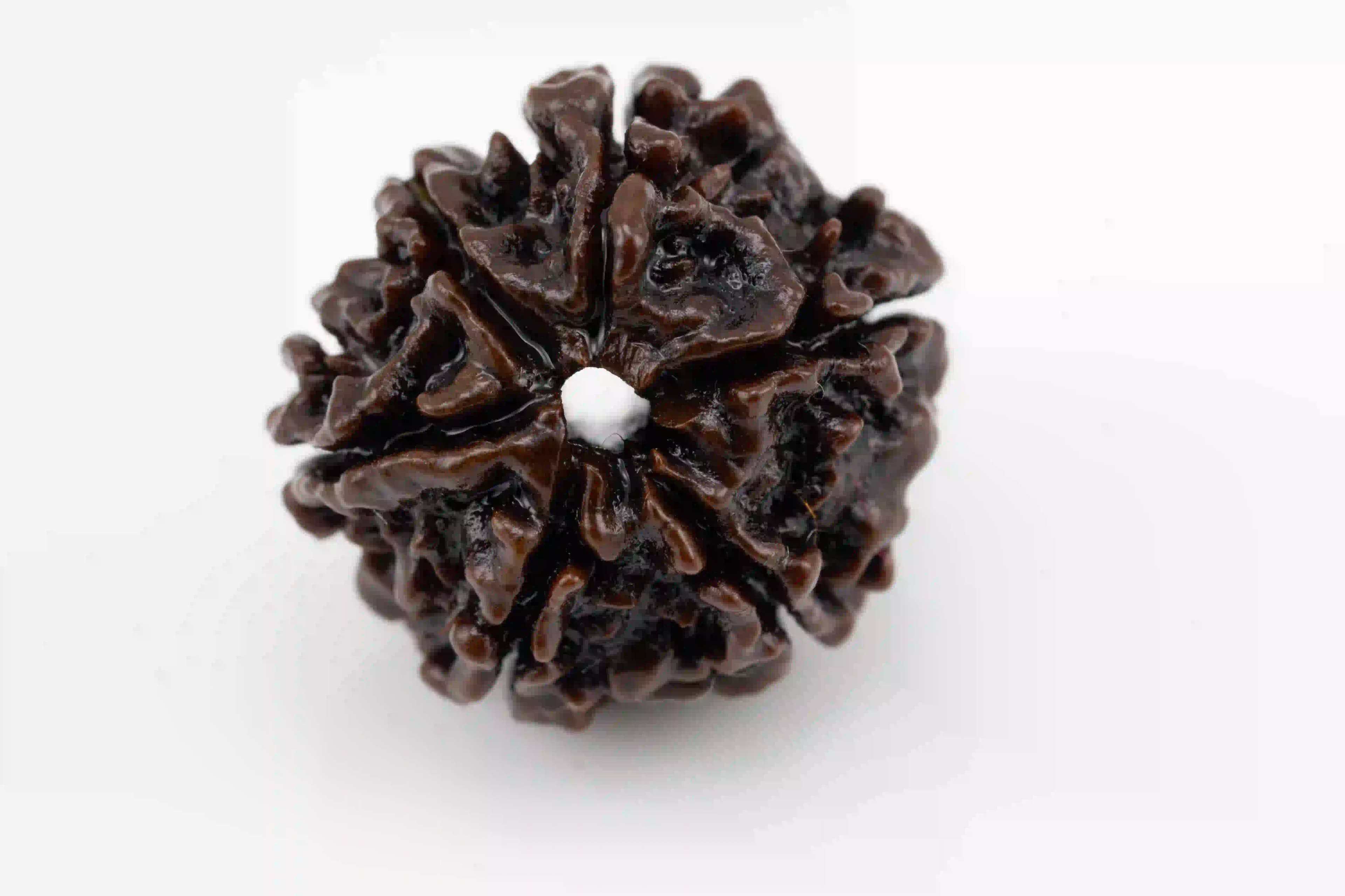 Original 6 Mukhi Nepali Rudraksha bead.