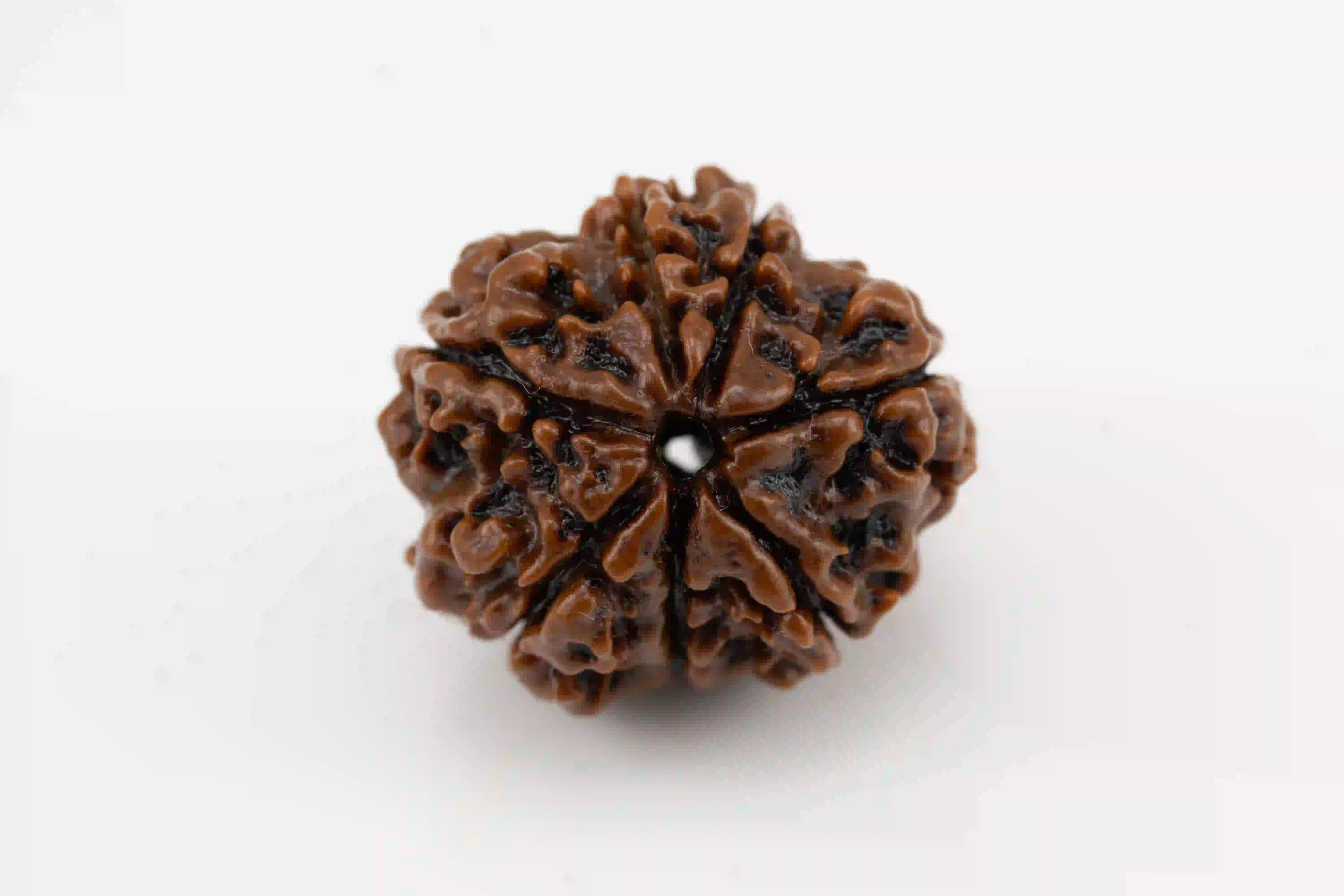 Natural 7 Mukhi Nepali Rudraksha bead for abundance and well-being.