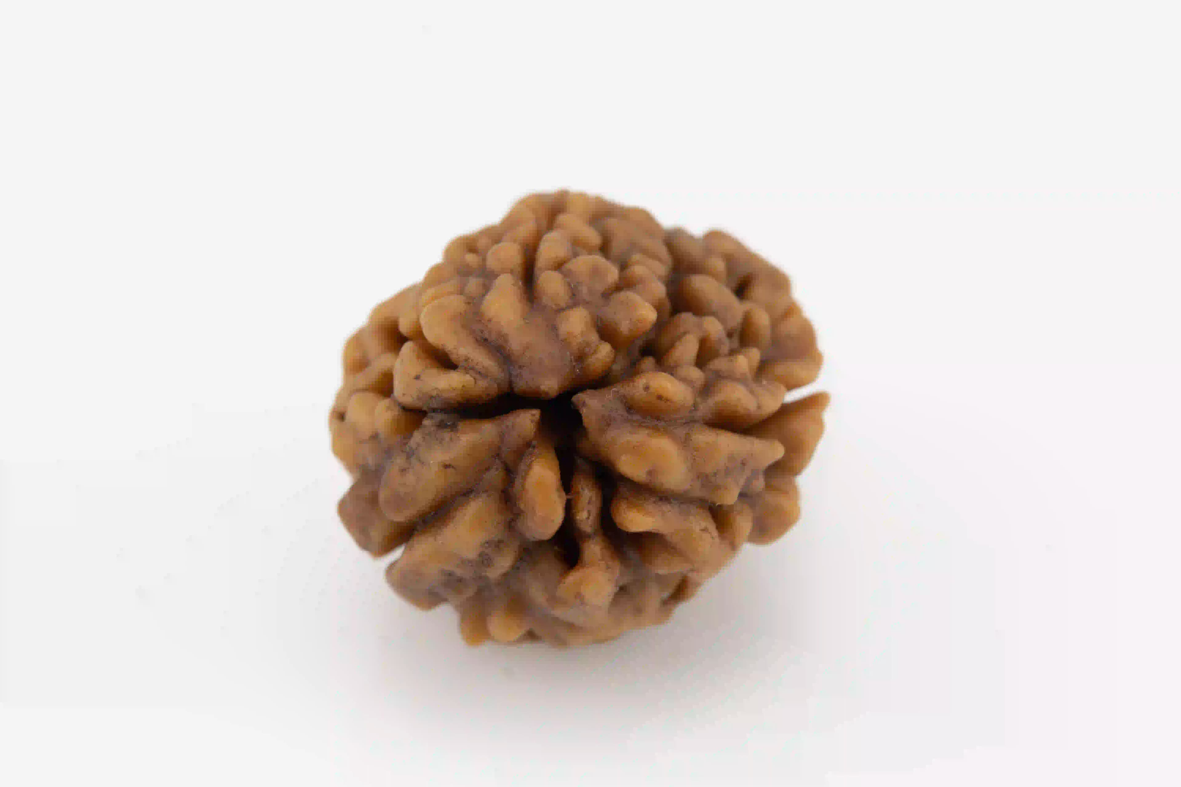 Original 3 Mukhi Nepali Rudraksha bead with natural surface lines.