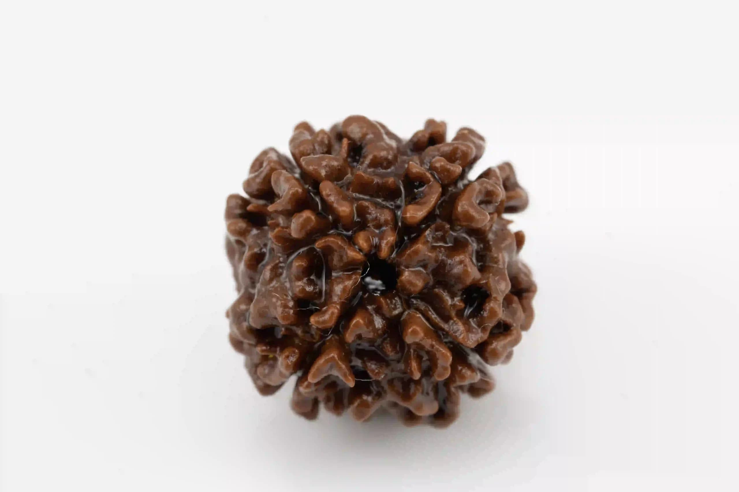 4 Mukhi Nepali Rudraksha - View #2