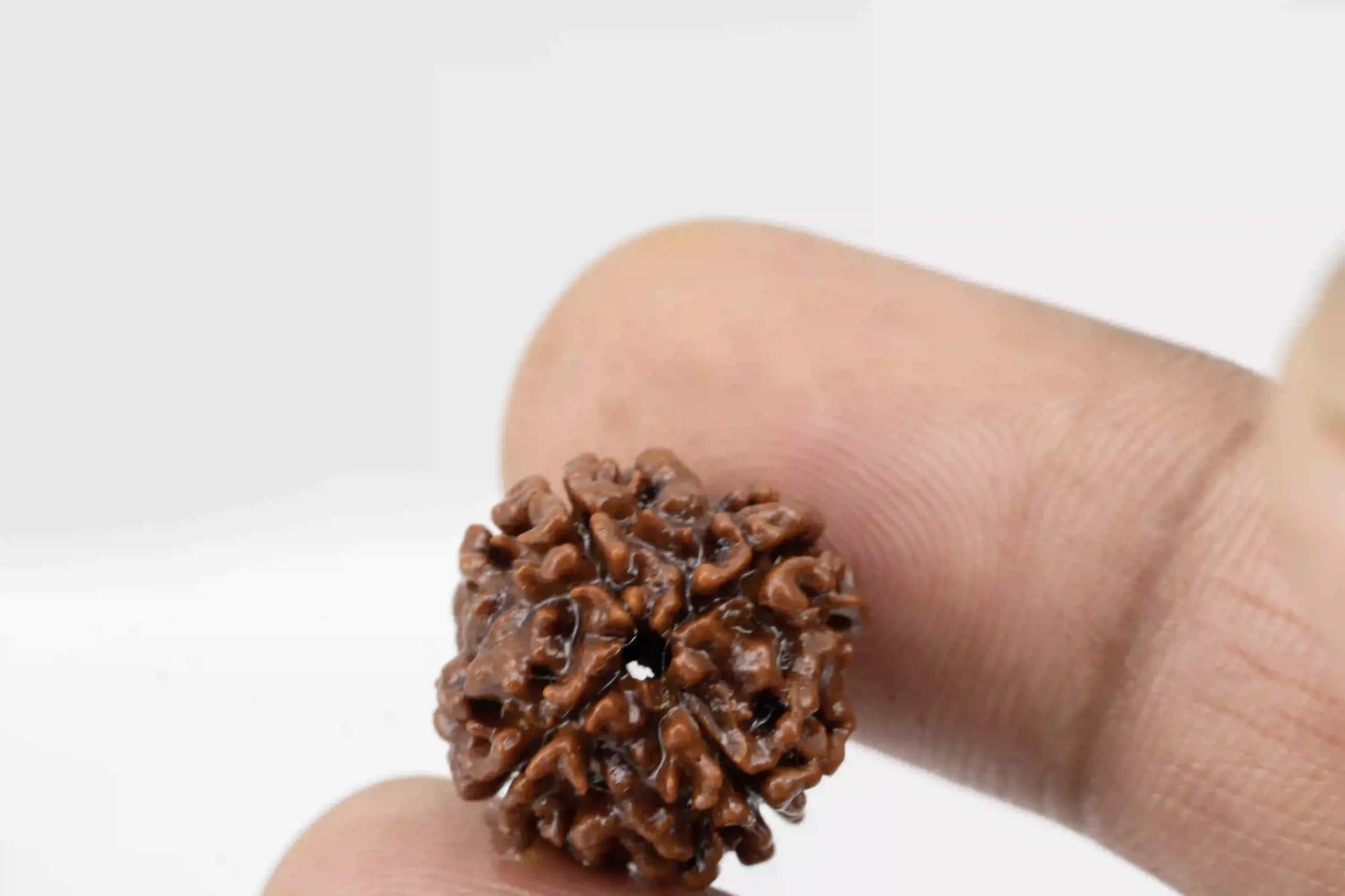 4 Mukhi Nepali Rudraksha - View #3