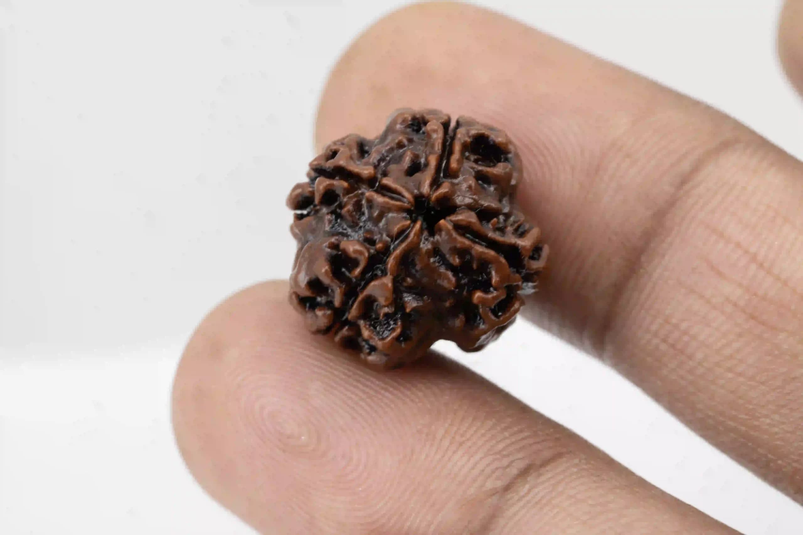 4 Mukhi Nepali Rudraksha - View #5