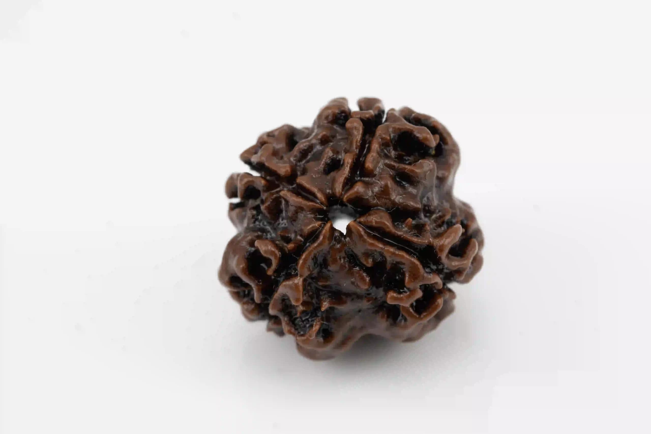 4 Mukhi Nepali Rudraksha - View #4