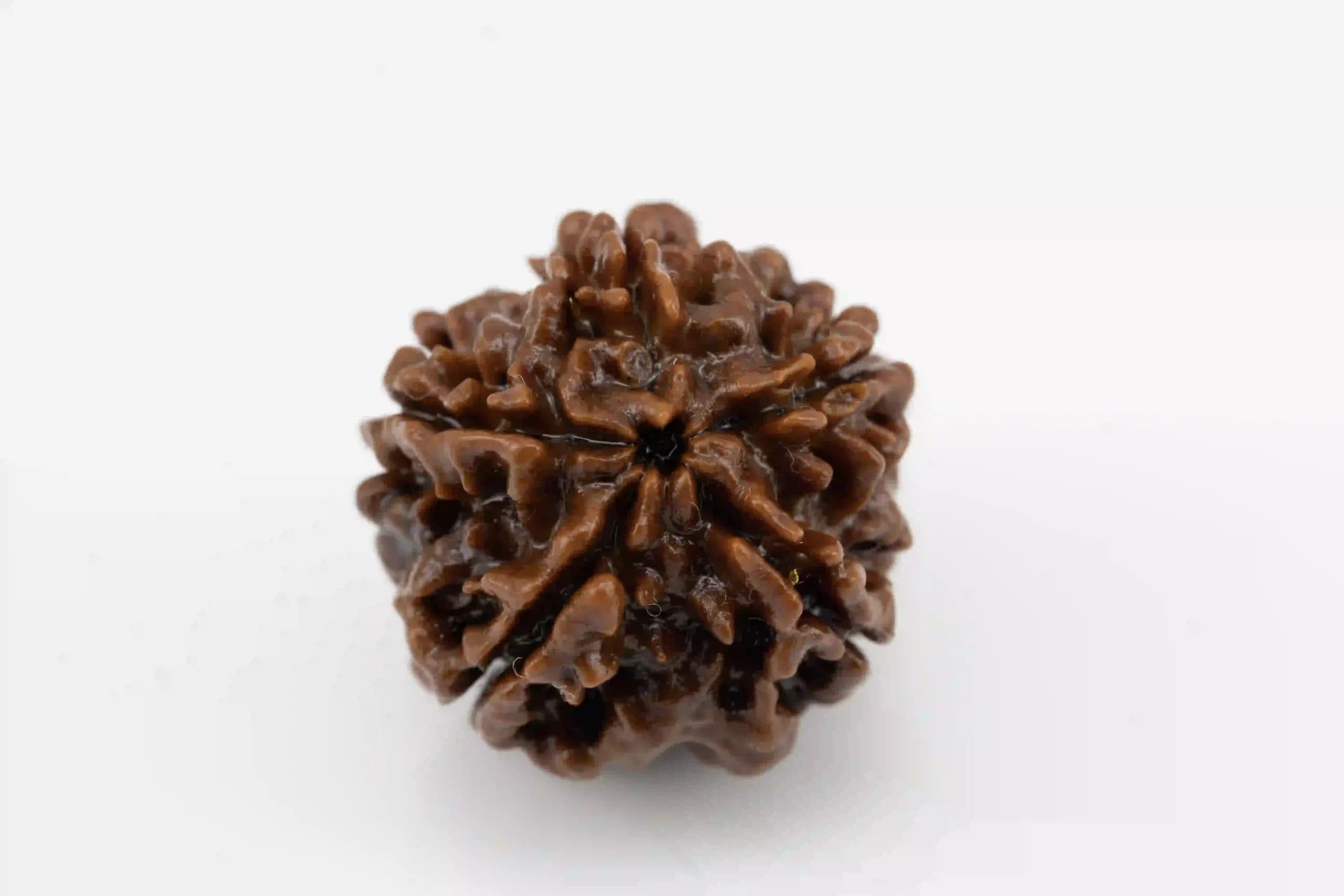 5 Mukhi Nepali Rudraksha - View #2