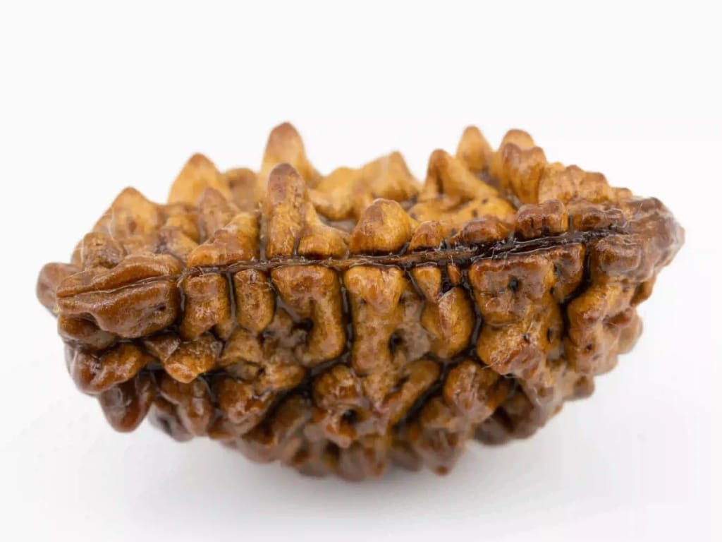 Rare 1 Mukhi Rudraksha bead, cashew-shaped and natural.