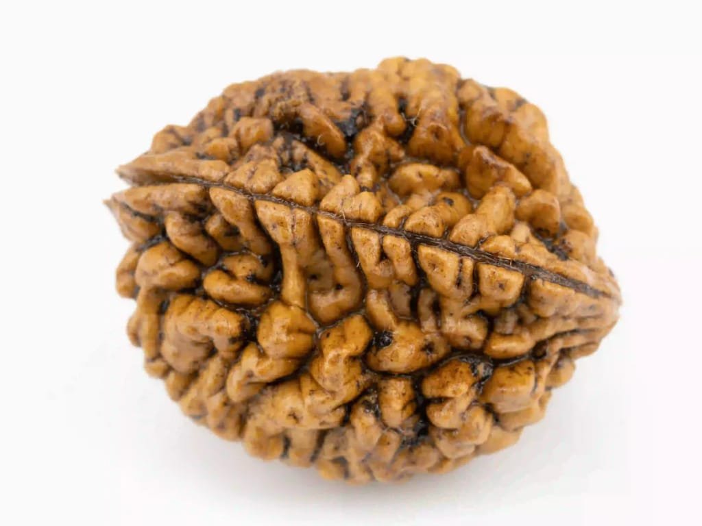 Original 2 Mukhi Nepali Rudraksha bead.