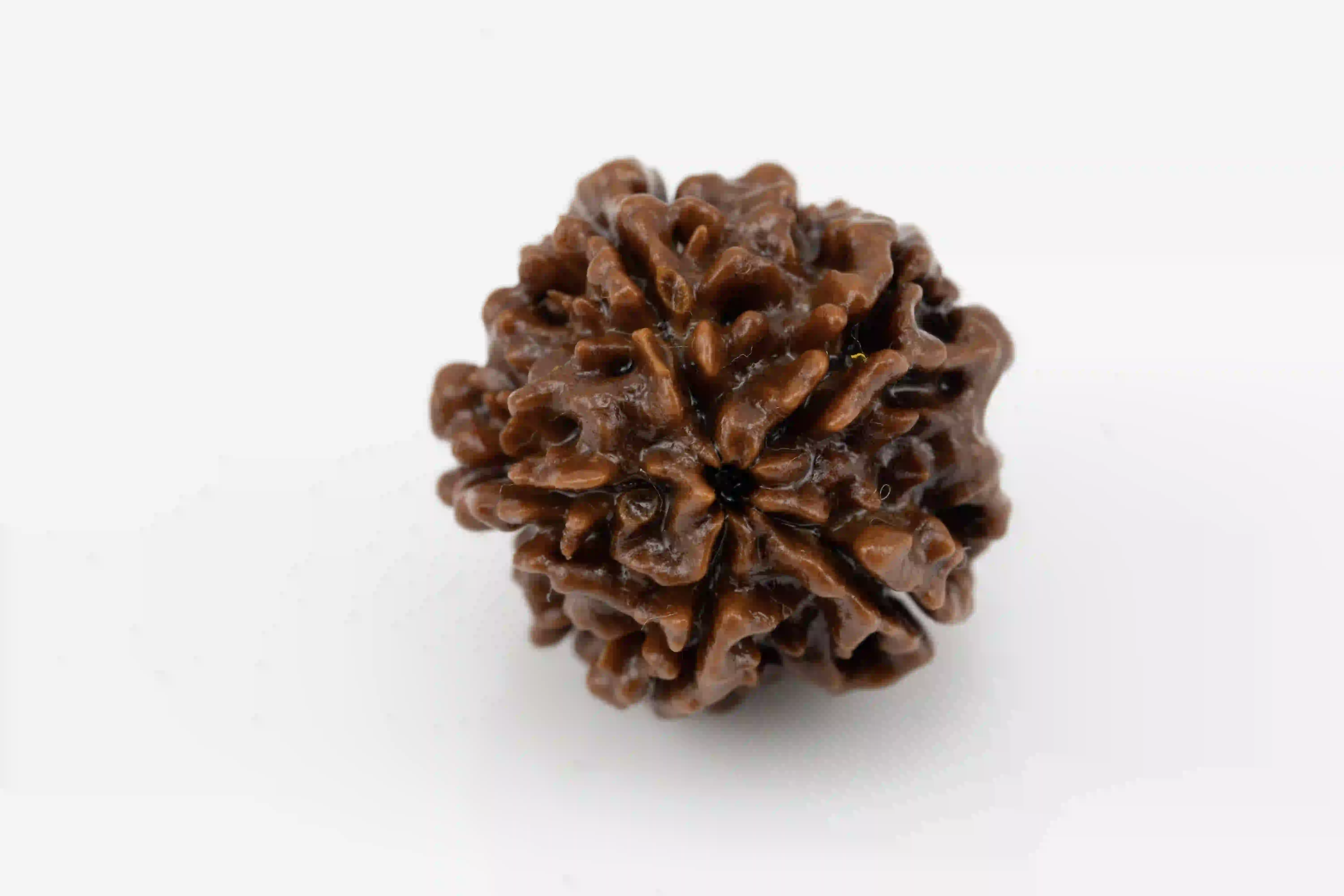 Natural 5 Mukhi Nepali Rudraksha bead.