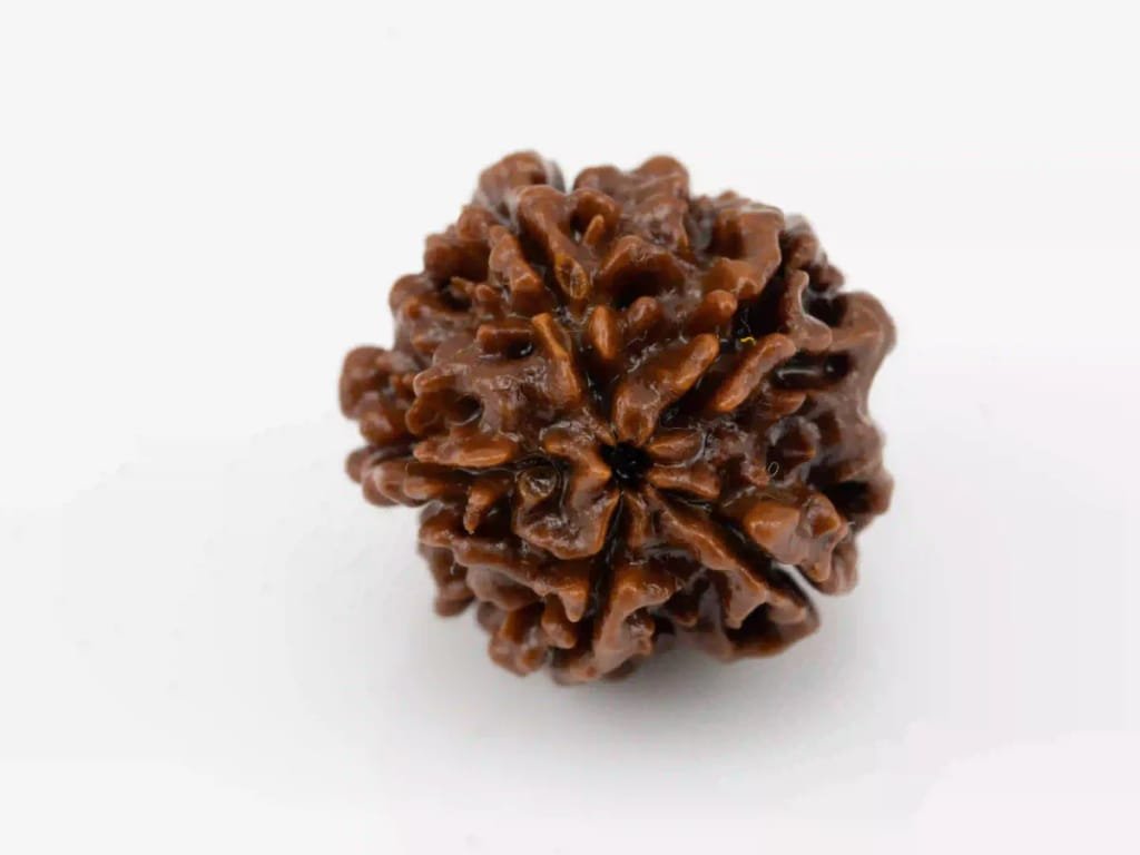 Natural 5 Mukhi Nepali Rudraksha bead.