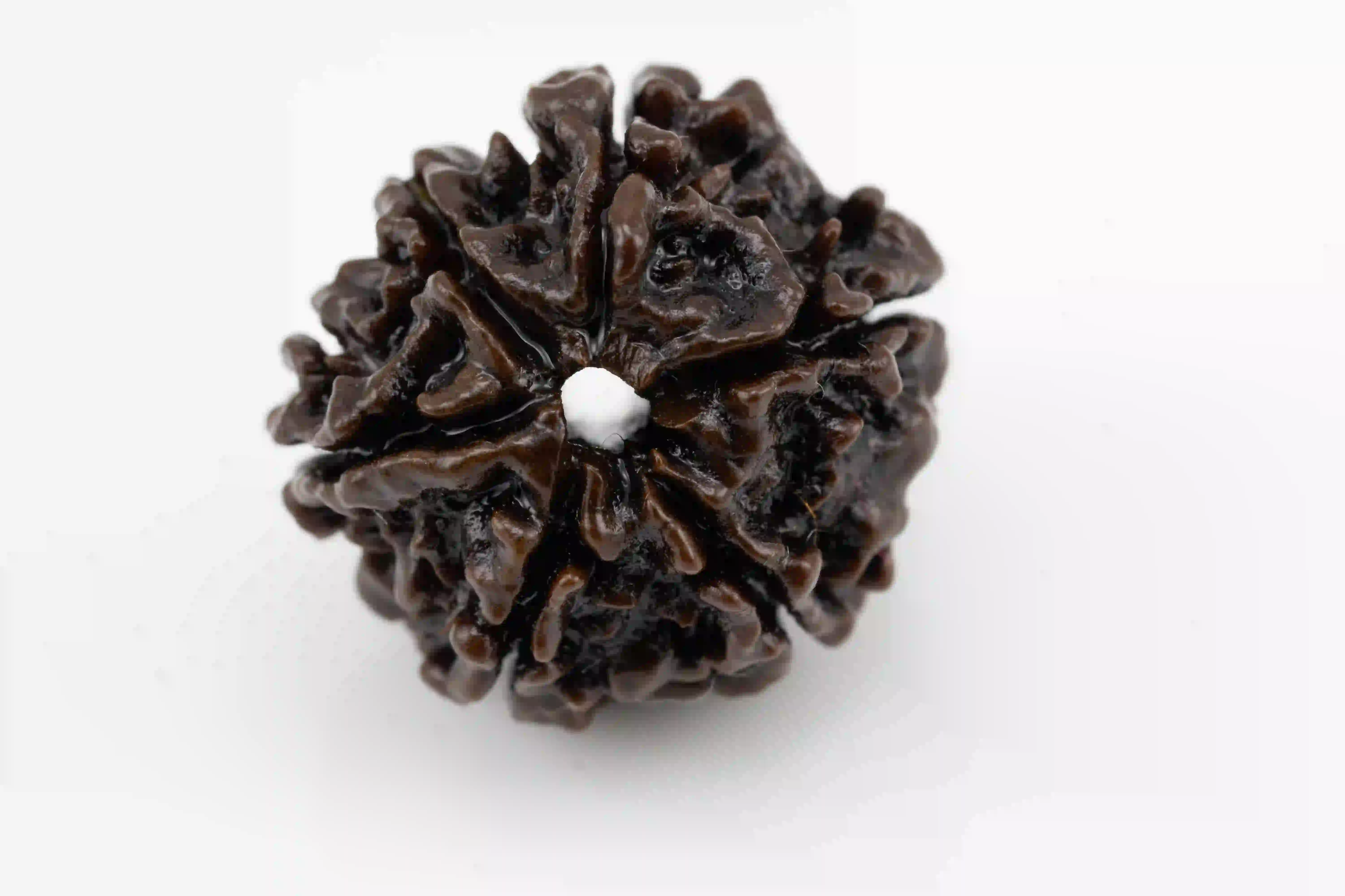 Original 6 Mukhi Nepali Rudraksha bead.