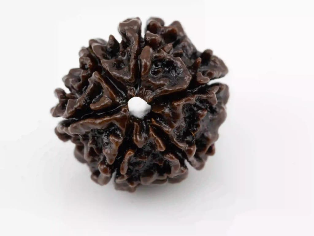 Original 6 Mukhi Nepali Rudraksha bead.