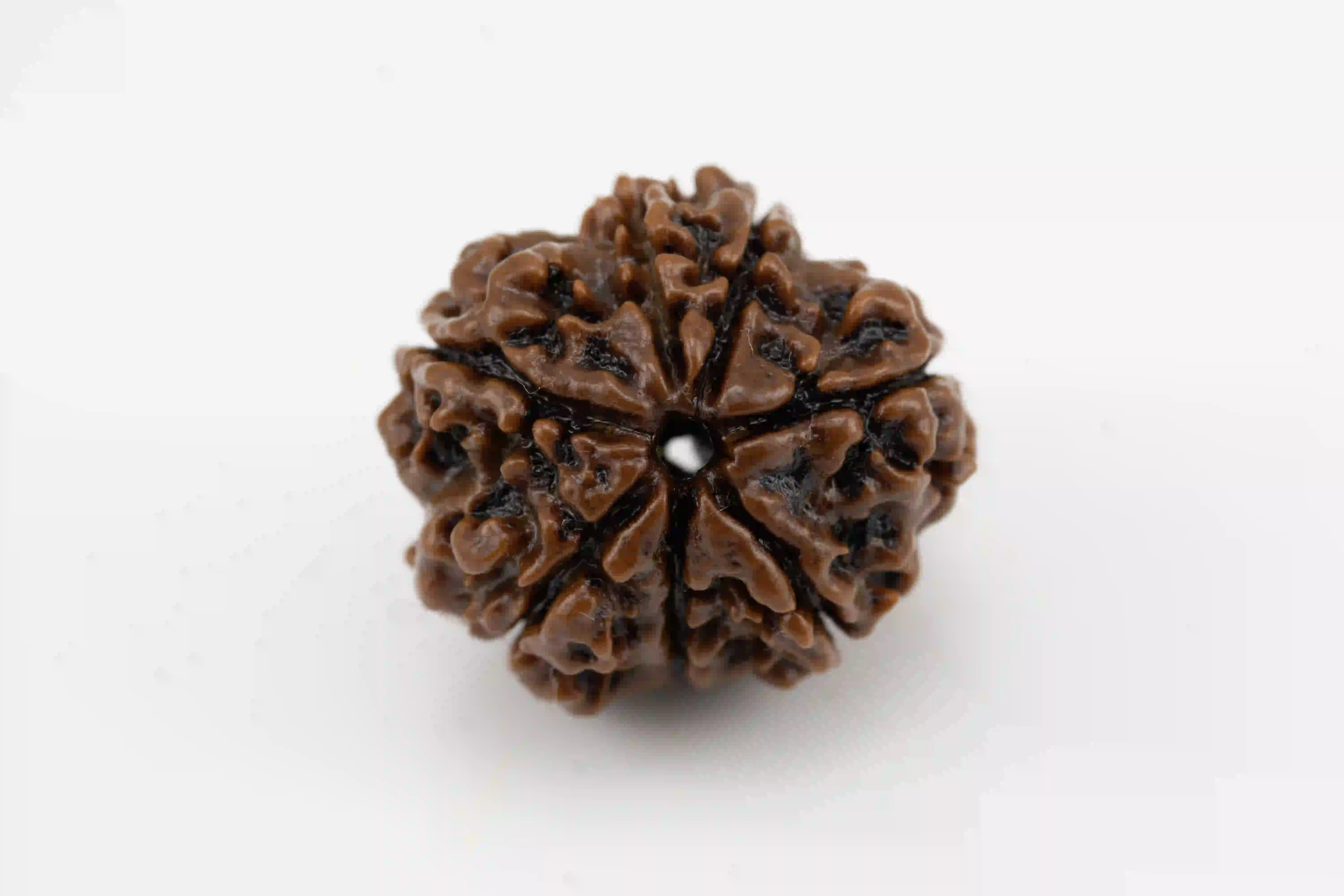 Natural 7 Mukhi Nepali Rudraksha bead for abundance and well-being.