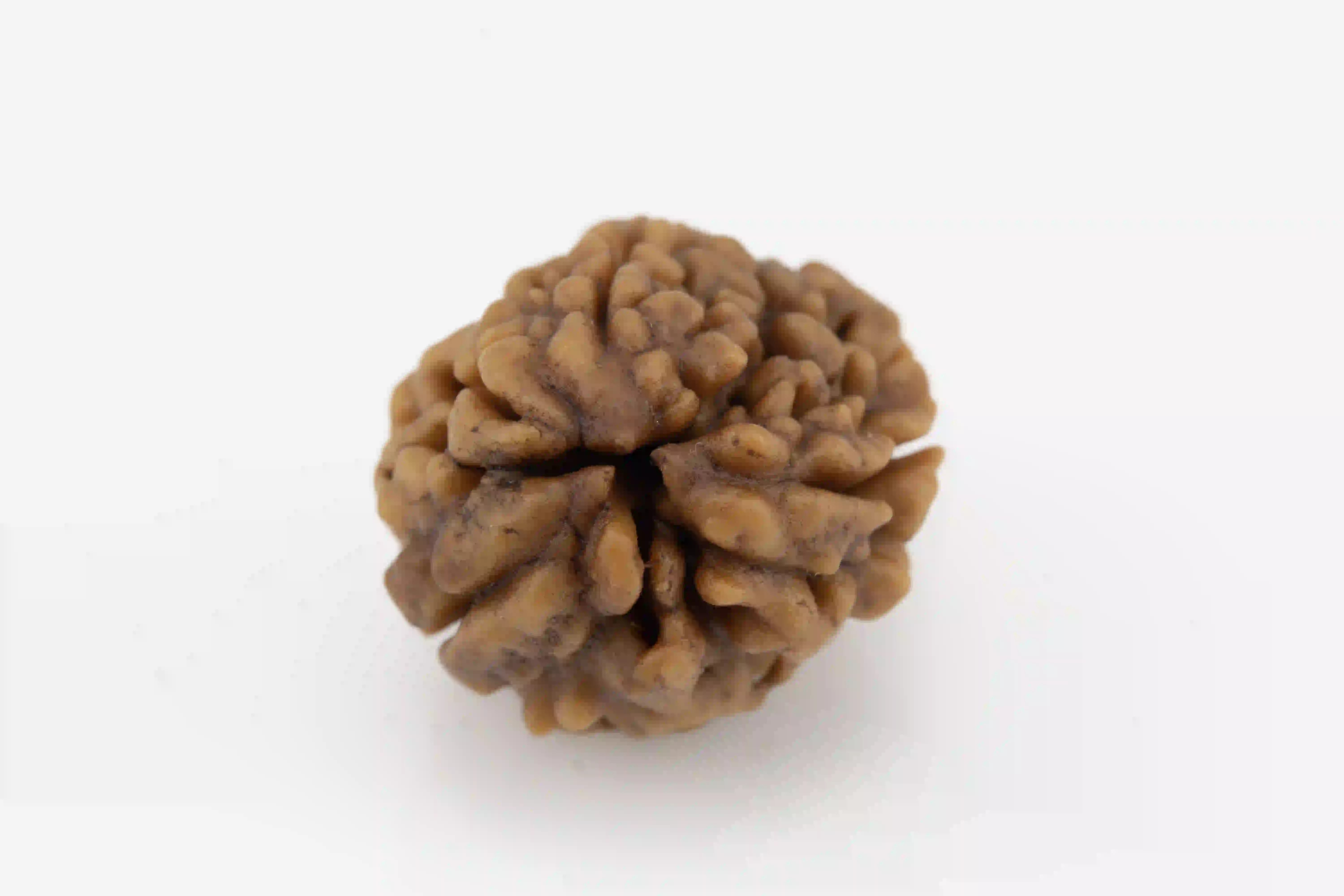 Original 3 Mukhi Nepali Rudraksha bead with natural surface lines.