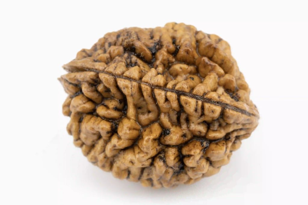 Natural 2 Mukhi Nepali Rudraksha (Lab Certified) - 3.77 Grams