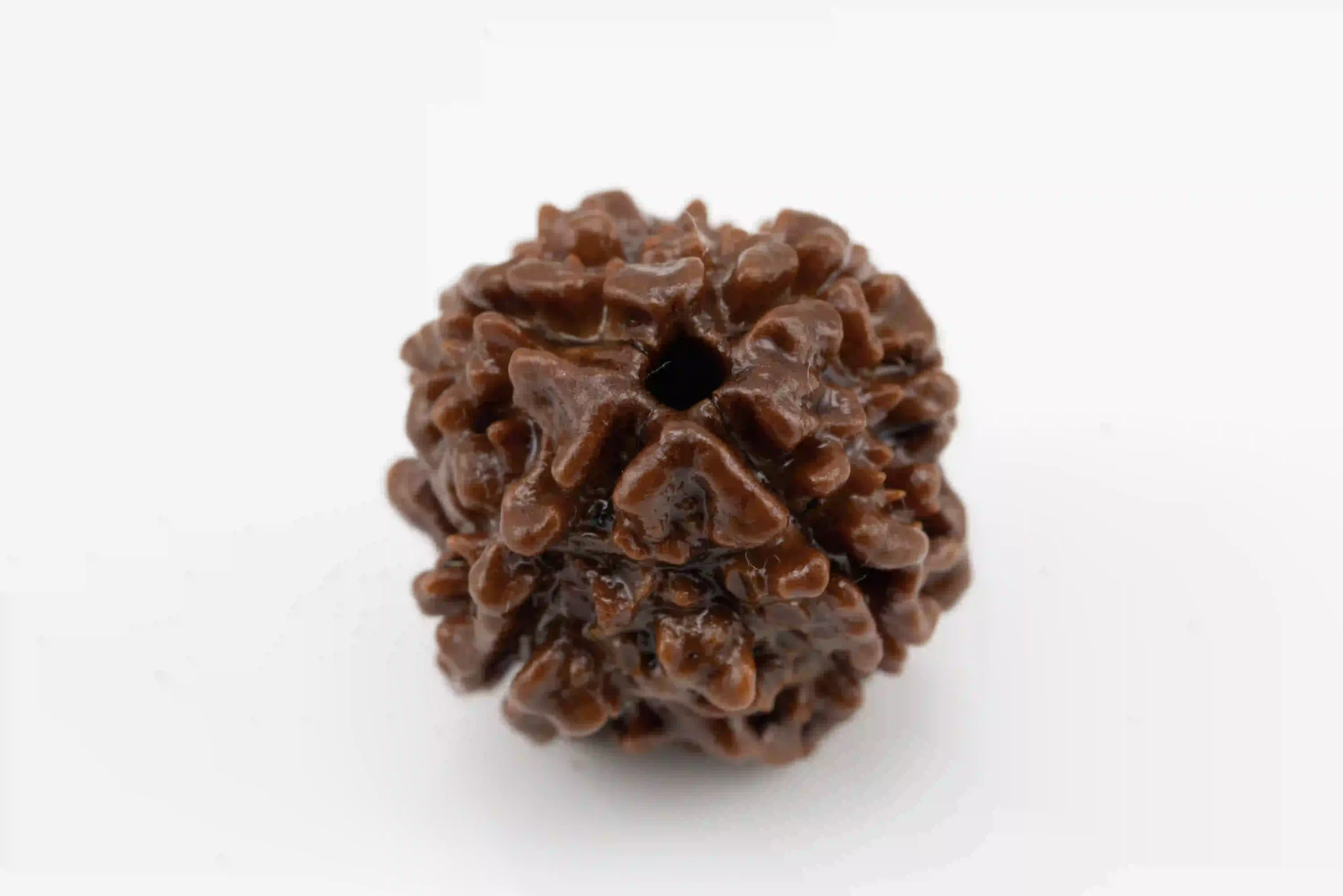 4 Mukhi Nepali Rudraksha
