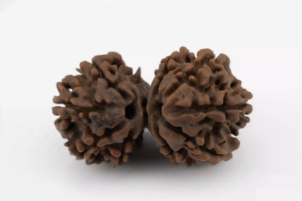 Natural Gauri Shankar Nepali Rudraksha (Twin Conjoined) - 4.34 Grams