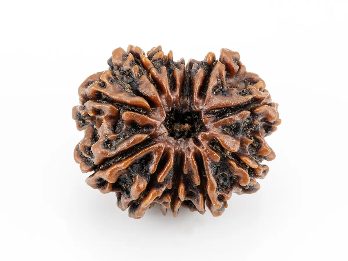 11 Mukhi Nepali Rudraksha