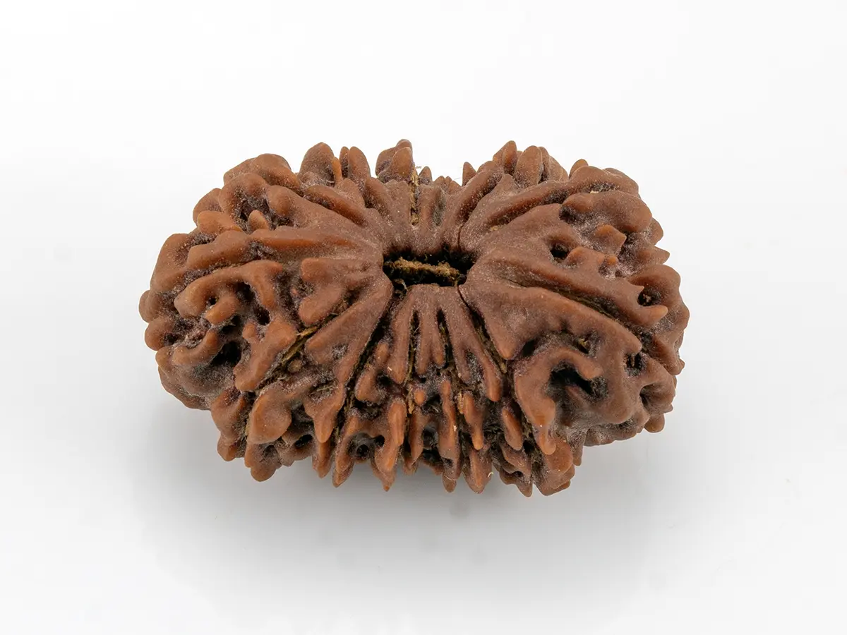 13 Mukhi Nepali Rudraksha