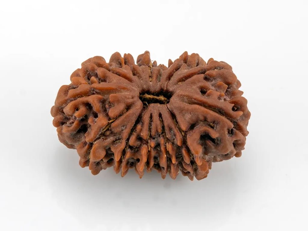 Natural 13 Mukhi Nepali Rudraksha (Lab Certified) - 4.36 Grams