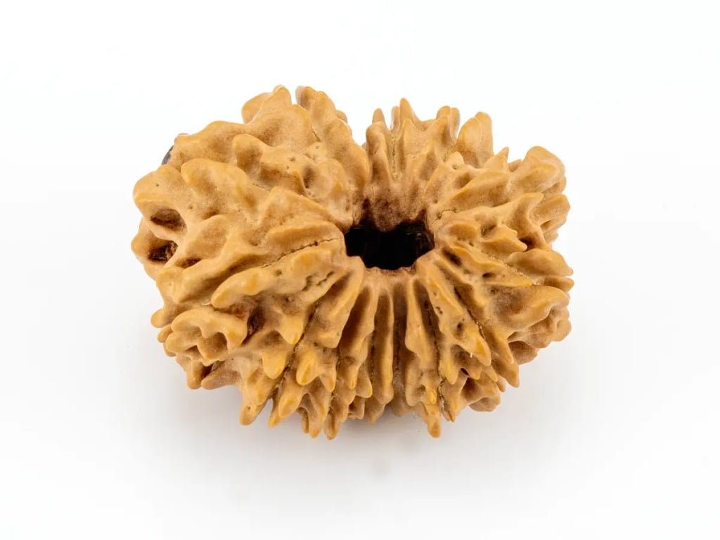 Natural 14 Mukhi Nepali Rudraksha (Lab Certified) - 2.15 Grams