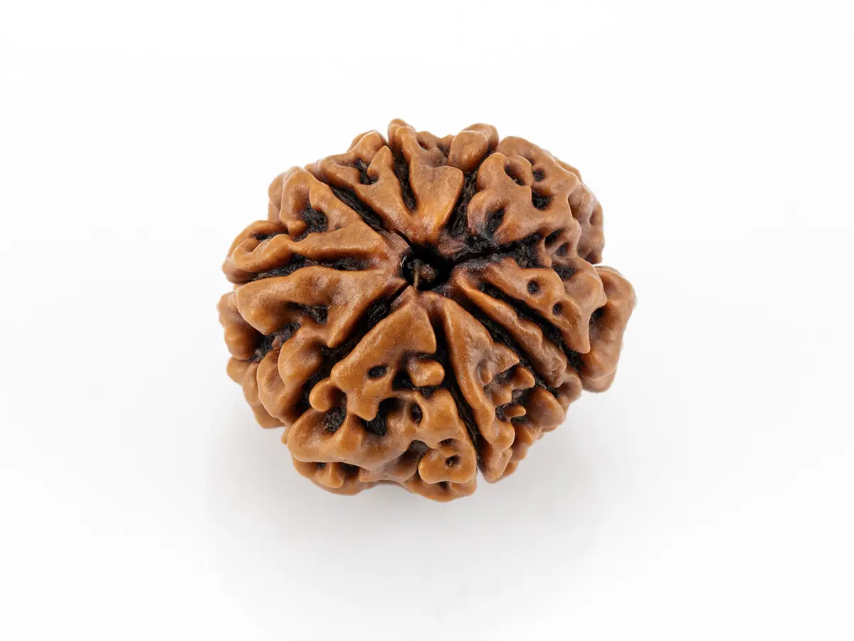 8 Mukhi Nepali Rudraksha