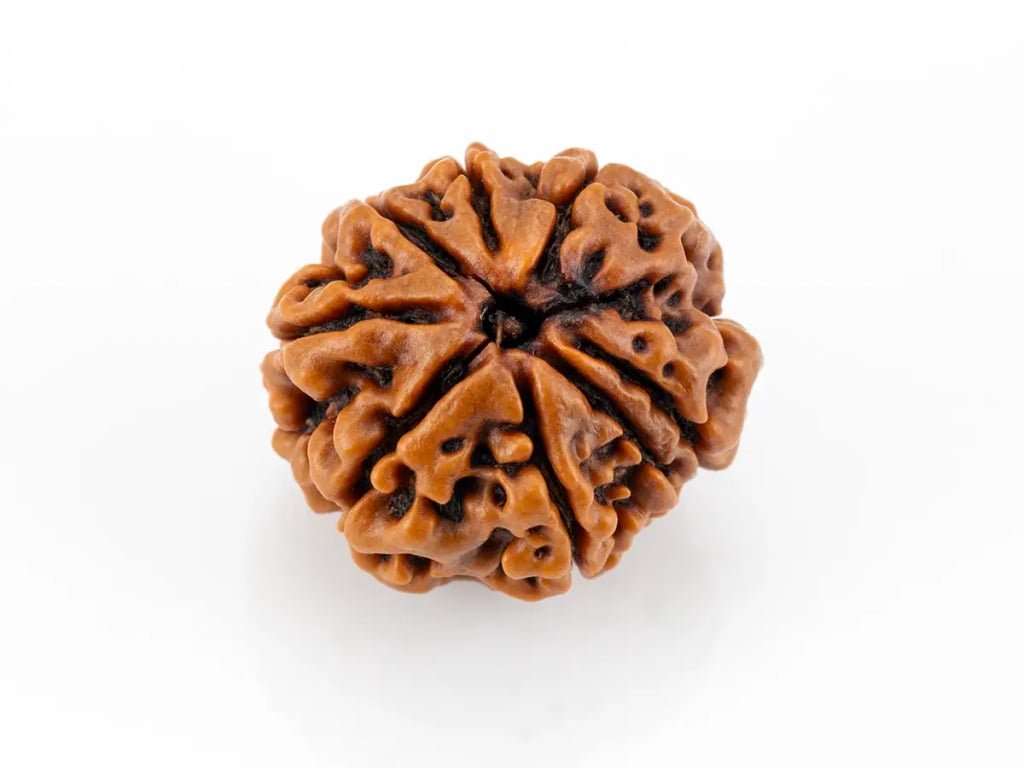 Natural 8 Mukhi Nepali Rudraksha (Lab Certified) - 3.61 Grams