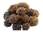 Rudraksha