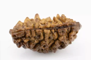 Premium 1 Mukhi Rudraksha - Front View showcasing the unique single-bead formation and natural finish