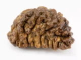 1 Mukhi Rudraksha - Side View demonstrating round shape and ridged surface