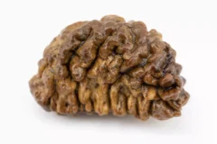 1 Mukhi Rudraksha - Side View demonstrating round shape and ridged surface