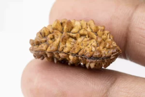 1 Mukhi Rudraksha - Size Reference with dimensions of 28mm * 16mm * 13mm