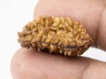 1 Mukhi Rudraksha - Size Reference with dimensions of 28mm * 16mm * 13mm