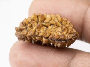 1 Mukhi Rudraksha - Size Reference with dimensions of 28mm * 16mm * 13mm