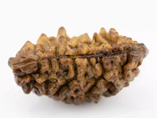 Original Nepali 1 Mukhi Rudraksha 1.50 gms - Front View showcasing the unique single-bead formation and natural finish
