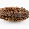 Authentic 1 Mukhi Rudraksha from Nepal 1.73 gms Front View