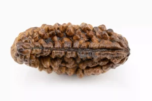 Authentic 1 Mukhi Rudraksha from Nepal 1.73 gms Front View