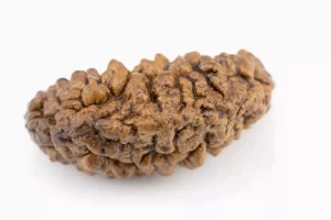 1 Mukhi Rudraksha 1.73 gms Back View